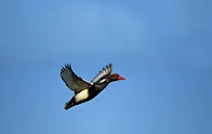 Netta: Red-Crested Pochard - in flight
