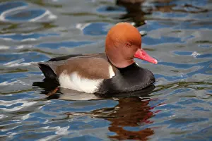 Netta: Red Crested Pochard - male