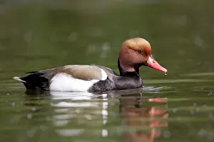 Netta: Red-crested Pochard. Male