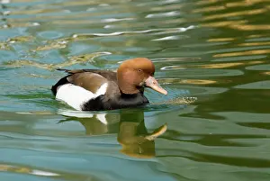 Netta: Red-crested Pochard male