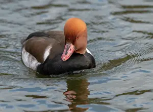 Netta: Red-crested pochard, Netta rufina, on lake, in winter