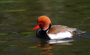 Atlantique: Red-crested Pochard (Netta rufina) male on the water