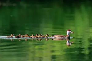 230122: Red-crested pochard (Netta rufina) with swimming