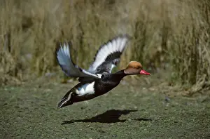Netta: Red-Crested Pochard - Taking off