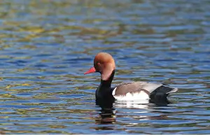 Anglia: RED-CRESTED POCHARD - on water