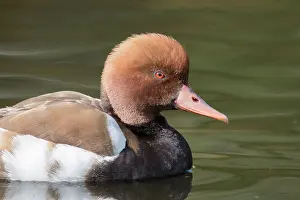 Netta: Red-Crested Porchard - swimming drake - Germany