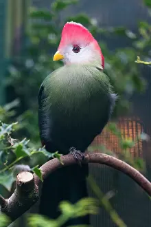 290820: Red - crested Touraco, captive, perched on branch