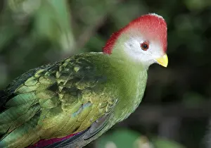 Musophagidae: Red Crested Turaco