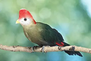 Crests: RED-CRESTED TURACO - perching on branch