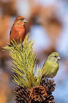Crossbill: Red Crossbill