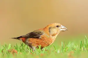 Smland: Red Crossbill
