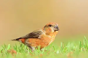Smland: Red Crossbill
