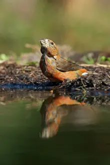 Crossbill: Red Crossbill