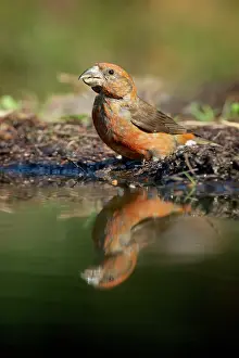 Crossbill: Red Crossbill
