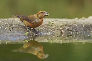 Crossbill: Red Crossbill
