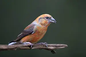 Veluwe: Red Crossbill