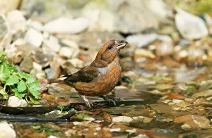 Crossbill: Red CROSSBILL - drinking at pond
