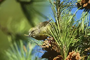 Connecticut: Red Crossbill eating cone seeds