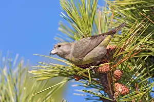 Crossbill: Red crossbill - female type in winter