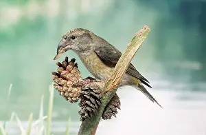 Dispersal: Red CROSSBILL - hen / female feeding on cone seeds