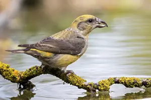 Cities: Red Crossbill (Loxia curvirostra) female at a waterhole