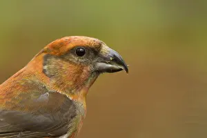 Finch: Red Crossbill (Loxia curvirostra) male
