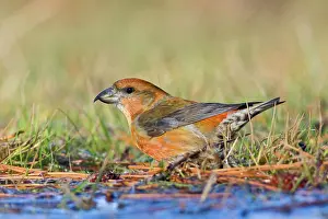 Crossbill: Red Crossbill - male bathing in winter