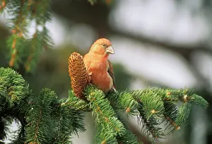 Crossbill: Red CROSSBILL - male, on branch