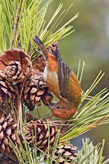 Red crossbill - male on cones in winter