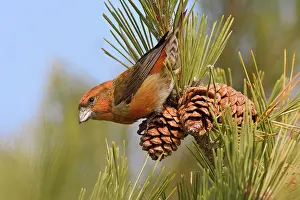 Red crossbill - male in December