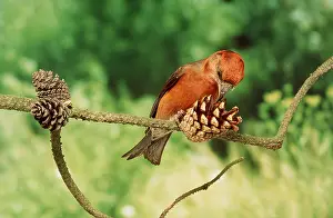 Dispersal: Red CROSSBILL - Male feeding