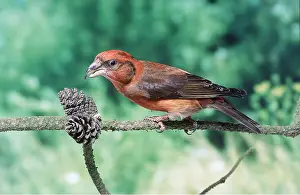 Crossbill: Red CROSSBILL - male, feeding