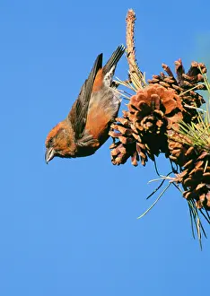 Red CROSSBILL - male feeding on pine cones