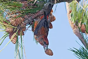 Red crossbill - male with a pine cone in winter
