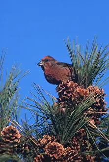 Crossbill: RED CROSSBILL - male, in pine tree