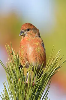 Crossbill: Red crossbill - male in winter