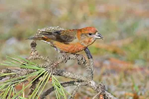 Red crossbill - male in winter