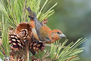 Red crossbill - male in winter