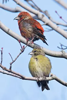 Crossbill: Red crossbill - pair, male and female in winter
