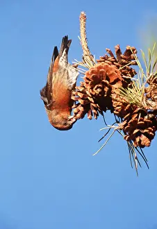 Upside: RED CROSSBILL - IN PINE TREE