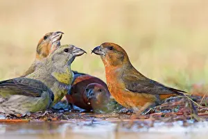 Crossbill: Red Crossbill's - bathing in thawed puddle