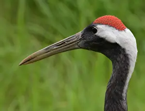 131219: Red-crownecd Crane, Japan