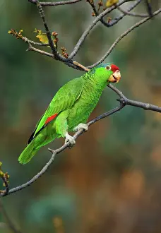 Amazona: Red-crowned Amazon