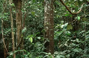 Amazona: Red-crowned Amazon