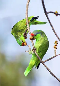 Amazona: Red-crowned Amazon Pair