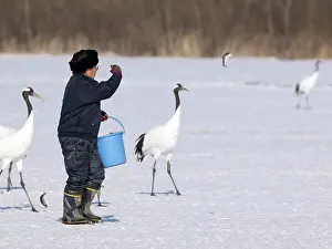 Japonensis: Red-crowned Crane