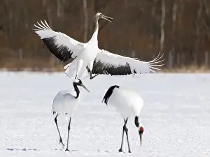 Japonensis: Red-crowned Crane