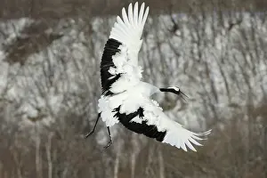 Japonensis: Red-crowned Crane