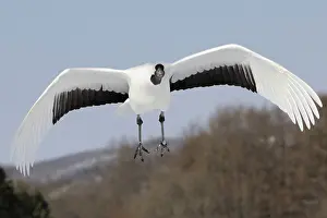 Japonensis: Red-crowned Crane