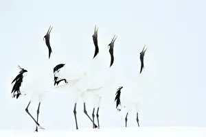 Japonensis: Red-crowned Crane